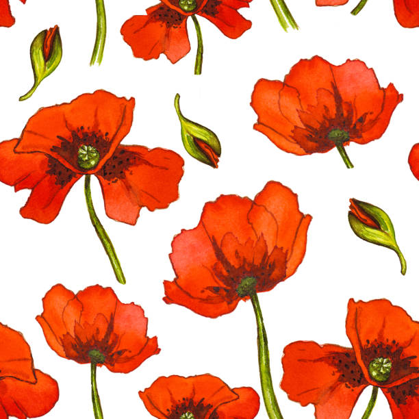 illustrazioni stock, clip art, cartoni animati e icone di tendenza di motivo senza cuciture di fiori di papavero acquerello rosso su sfondo bianco - stem poppy fragility flower