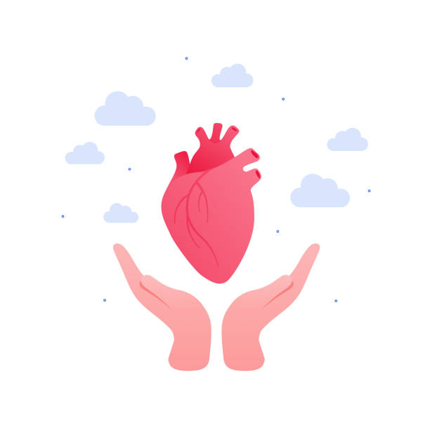 Cardiology, heart disease and organ donation concept. Vector flat illustration. Human hand holding anatomical human heart symbol on sky background. Design for health care, science, education Cardiology, heart disease and organ donation concept. Vector flat illustration. Human hand holding anatomical human heart symbol on sky background. Design for health care, science, education altruism stock illustrations