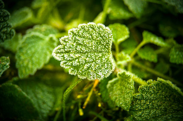 frosty morning and blueberry on green plants