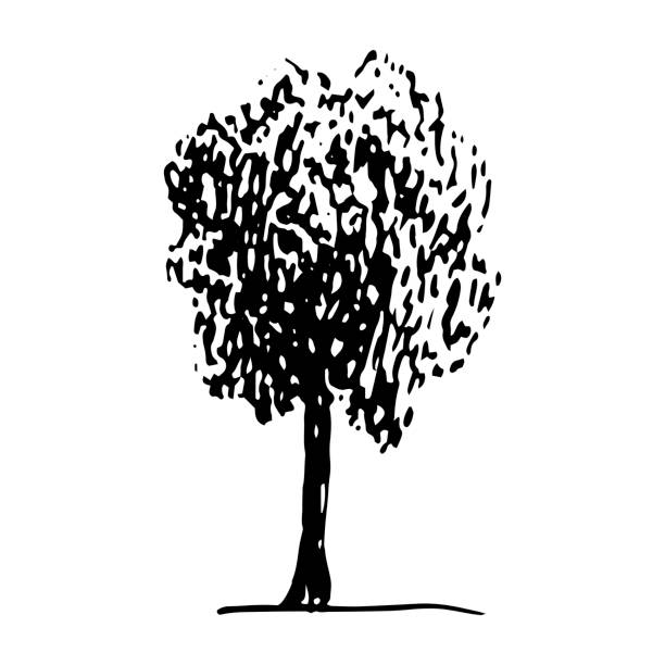 illustrazioni stock, clip art, cartoni animati e icone di tendenza di schizzo monocromatico disegnato a mano da un albero di frassino - tree silhouette elm tree vector