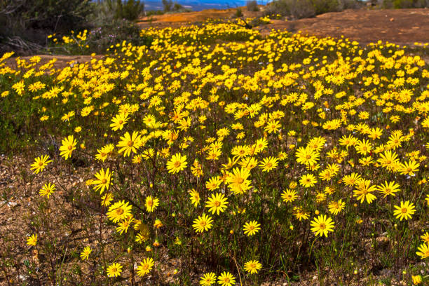 flores silvestres de margarida amarela na montanha gifberg - gifberg - fotografias e filmes do acervo