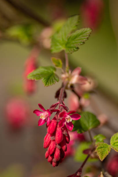 istock Ribes sanguineum, the flowering currant, redflower currant, red-flowering currant 1310866873