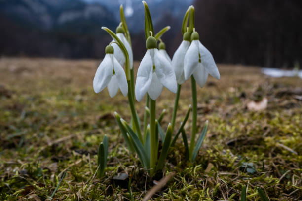 Early spring snowdrops, Galanthus nivalis