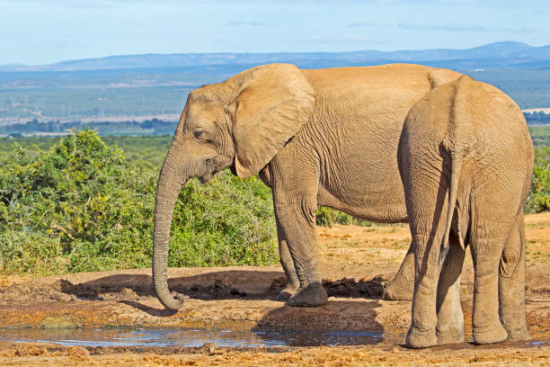 istock Two tuskless female elephants at waterhole 1310868316