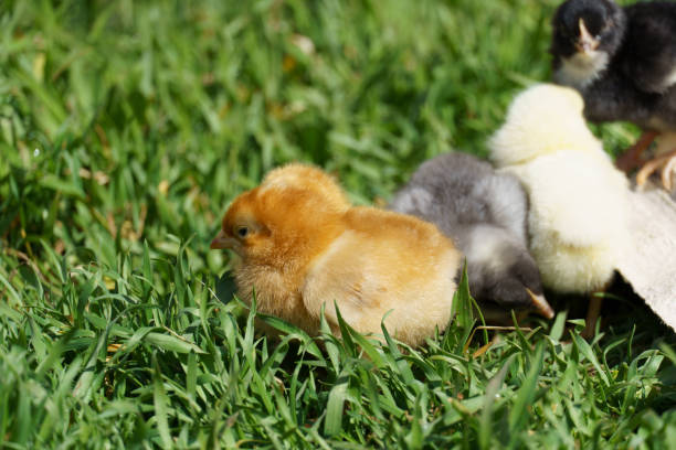 istock little chickens run on green grass in the meadow. 1310869749