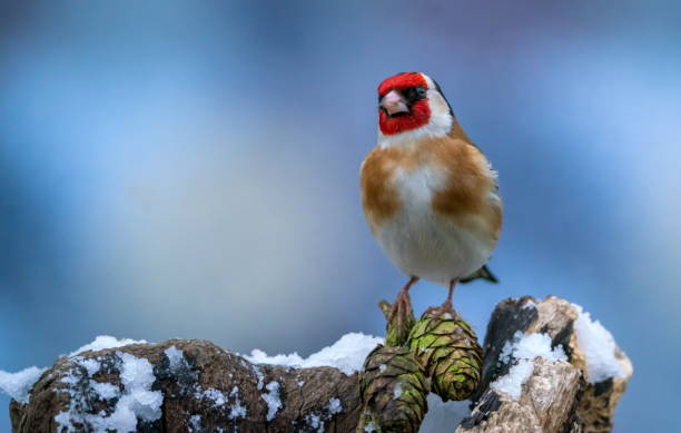 istock Goldfinch in winter 1310869793