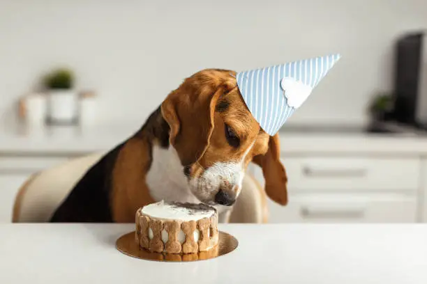 Photo of Birthday for a dog of breed beagle. Happy dog eating delicious cake