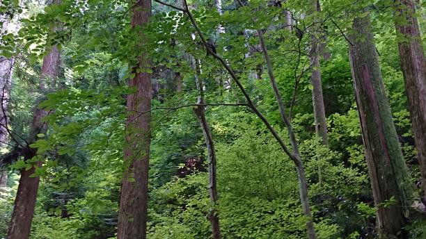 istock Early summer of forest 1310869980