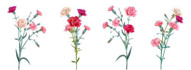 istock Panoramic view with carnation. Set red, pink, white flowers, green leaves on white background, collection for Mother's Day, Victory Day, digital draw, vintage illustration, vector, watercolor style 1310870022