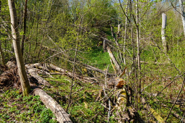 istock old dry tree trunk stomp in forest for wood logs 1310871679