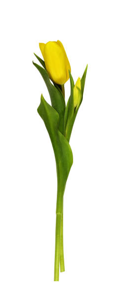 istock Two yellow tulip flowers 1310871841