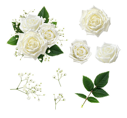 Set of white rose flowers, leaves and gypsophila with example of floral arrangement isolated on white