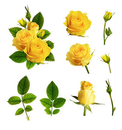 Set of yellow rose flowers, buds, leaves and example of arrangement isolated on white