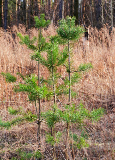 istock Young pines on forest clearing among the withered grass 1310871942