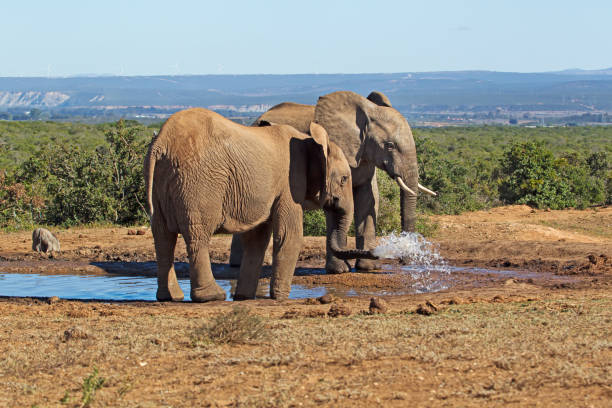 Female elephant squirting water from trunk at waterhole while another looks on at Addo Elephant Park