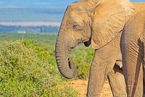 fotografia di testa di un grande elefante femmina - addo elephant national park foto e immagini stock