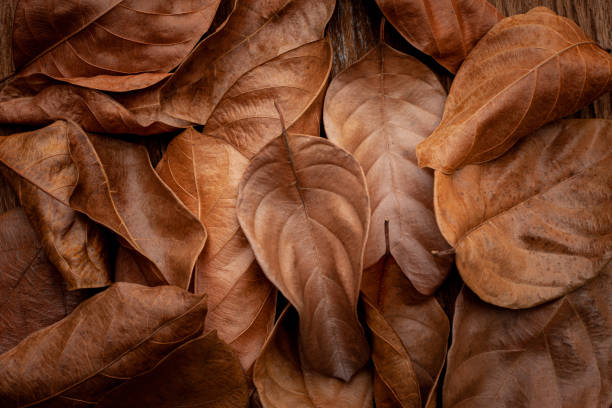 Golden brown autumn leaf close-up displaying abstract texture and warm tones