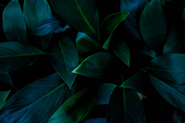 istock Full Frame of Green Leaves Texture Background. tropical leaf 1310874557
