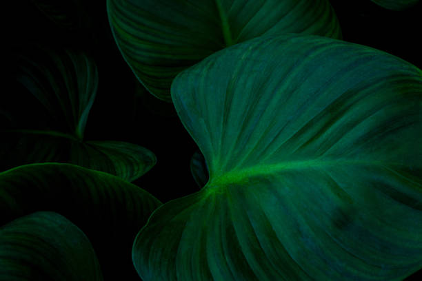 istock abstract green leaf texture, dark green foliage nature background 1310875192