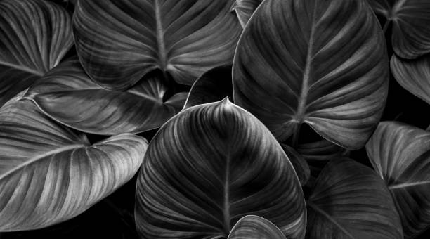 istock Full Frame of Monochrome Leaves Texture Background. tropical leaf 1310875193