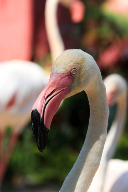 istock Elegance Flamingo Birds , Pink Lips on White Feathers 1310875326