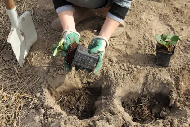 the gardener takes out strawberry seedlings from the pot over the dug and fertilized pits in advance