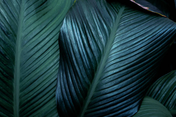 istock Full Frame of Green Leaves Texture Background. tropical leaf 1310875569