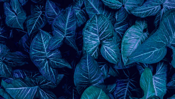 istock Full Frame of Green Leaves Texture Background. tropical leaf 1310875656