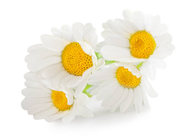 istock Chamomile or camomile flowers isolated on white background. Daisy macro. Herbal tea concept 1310875727