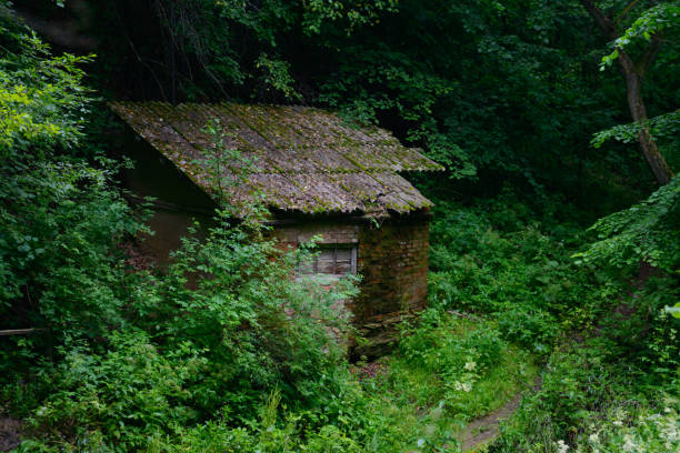 istock An abandoned old brick house in a dense green forest 1310878119