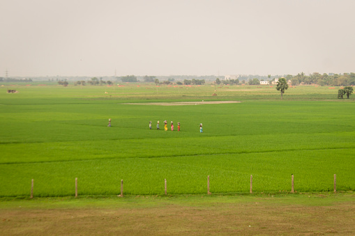 Villagers passing through Green Paddy Fields of Bengal in India.