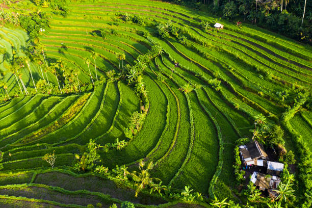 istock Sunrise over Rice Terraces, Bali. View from above. 1310879340