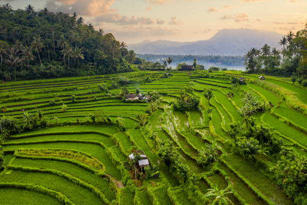 Sunrise over Rice Terraces, Bali. Mountains and volcano are on the background. View from above. Green rice fields on Bali, aerial drone shot rice paddy stock pictures, royalty-free photos & images