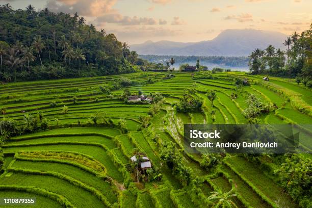 Sunrise Over Rice Terraces Bali Mountains And Volcano Are On The Background View From Above Stock Photo - Download Image Now