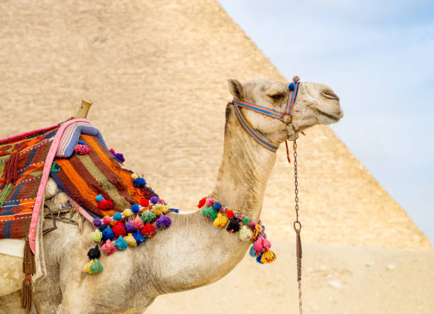 Camel at Egypt Pyramid background in Giza, close up, side view. Egyptian Camel at Giza Pyramids background of Cairo. Tourist attraction - horseback riding on a camel. Traditional ancient places in the desert of Egypt and travelling on Africa. dromedary camel photos stock pictures, royalty-free photos & images