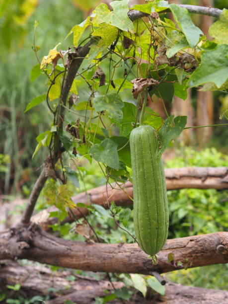 istock luffa acutangular, Cucurbitaceae green vegetable fresh in garden on nature background 1310880568