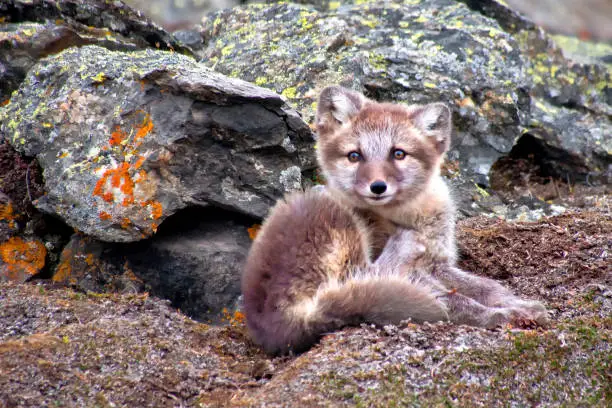 Photo of Arctic Fox, Nordvest-Spitsbergen National Park, Arctic, Svalbard, Norway