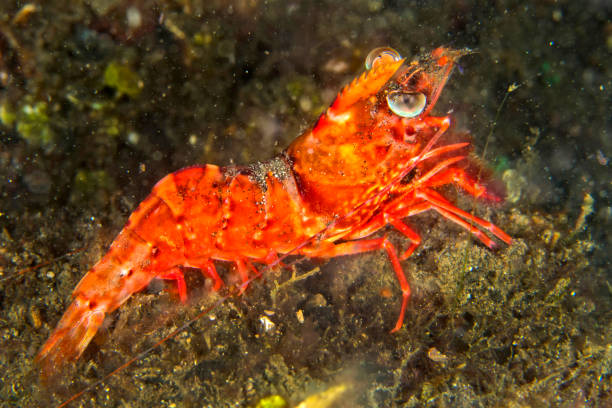 istock Humpback Prawn, Lembeh, North Sulawesi, Indonesia 1310880724