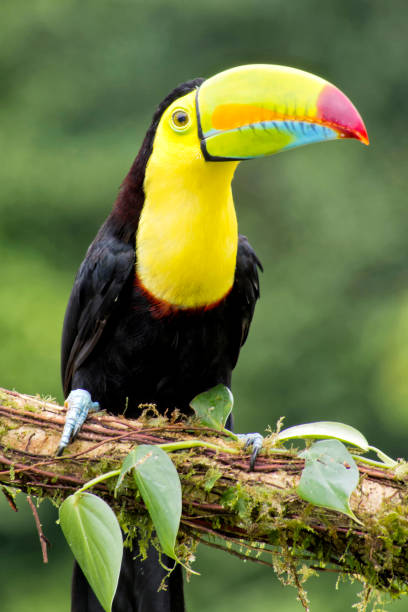 istock Keel-billed Toucan, Tropical Rainforest, Costa Rica 1310880734