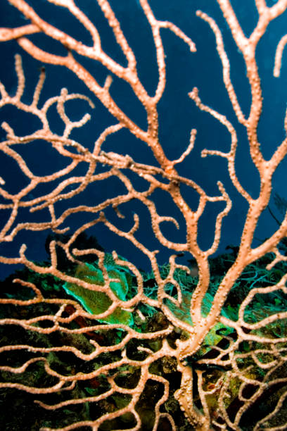 istock Gorgonian, Caribbean Sea, Playa Giron, Cuba 1310880775