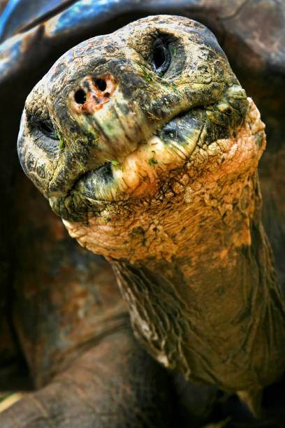 istock Galapagos Giant Tortoise, Galapagos National Park, Ecuador
