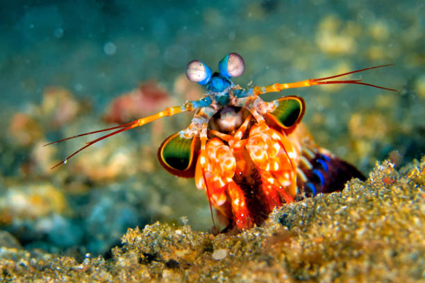mantis shrimp (Gonodactylus chiragra) from Bohol, Philippines isolated on white background