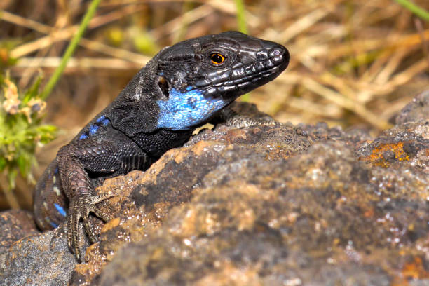 La Palma lizard, Sizeable lizard, Caldera de Taburiente National Park, Canary Islands, Spain