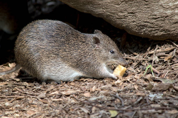 c’est une vue latérale d’un bandicoot brun du sud - potoroo photos et images de collection