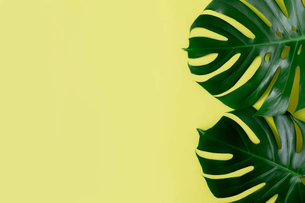 istock Flat lay with two Monstera palm green leaves on light green background 1310882072