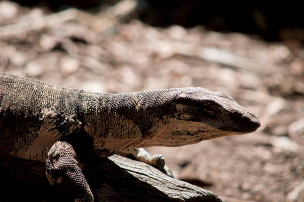 istock this is a close up of a lace lizard 1310882288