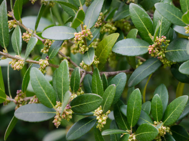 istock Beautiful flowering Phillyrea Latifolia Media commonly known as Jasmine Box, Green Olive Tree or Mock Privet close-up. Evergreen tree grows in Arboretum Park Southern Cultures in Sirius (Adler) Sochi. 1310882347