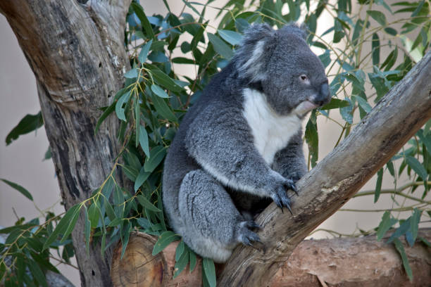 istock the koala is a grey and white marsupial with fluffy ears 1310882351