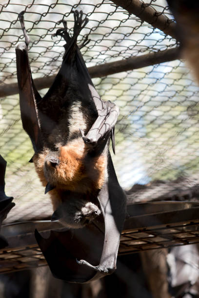 istock the young fruit bat is being cuddled by its mother 1310882381