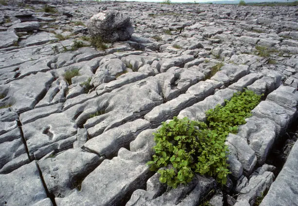 Various plants grow between the rocks in grooves and crevices